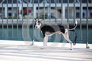 Three-legged puppy with heterochromia iridis.