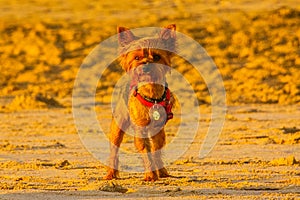 Three-legged Yorkie at sunset on the beach