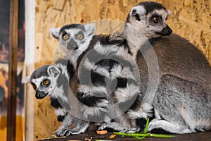 Three lemurs look at the frame