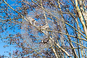 Three lemurs playing on the branches of a tree