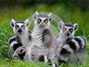 Three lemurs sitting in grass and looking at the camera