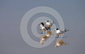 Three lesser-crested terns (Sterna bengalensis)