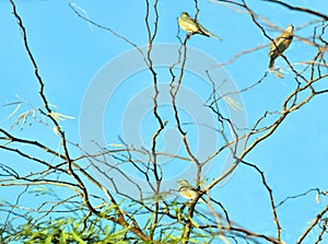 Three Lesser Gold Finches Roosting In Tree