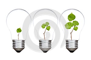 Three light bulbs with green plants inside