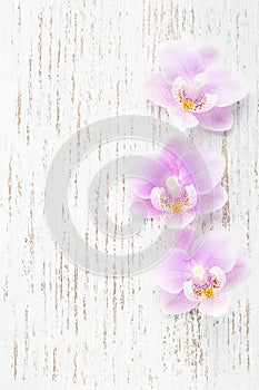 Three light pink orchids on wooden shabby background. Flat lay