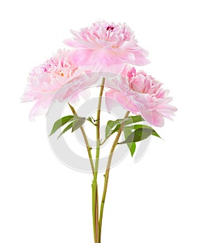 Three light pink peonies isolated on white background