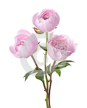 Three light pink peonies isolated on white background