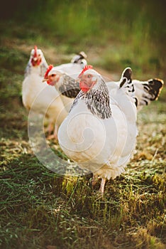 Three Light Sussex chickens free ranging on farm
