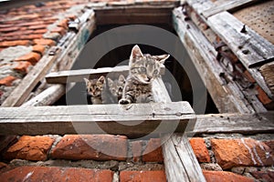 Three liitle kittens