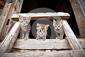 Three liitle kittens