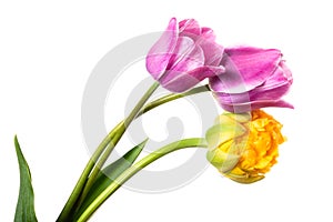 Three lilac and yellow spring flowers. Tulips isolated on white