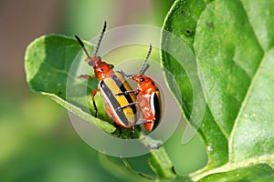 Three-lined Potato Beetle