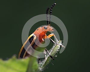 Three lined Potato Beetle (Lema daturaphila) perched on a leaf photo