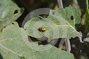 Three Lined Potato Beetle Resting on a Sacred Datura Leaf