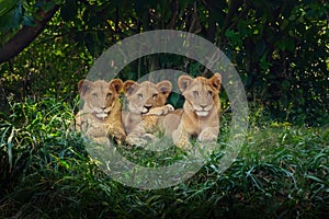 Three Lion Cubs