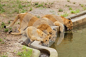 Three lion cubs drinking water