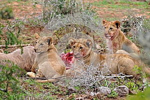 Three lion cubs eating the kudu antelope