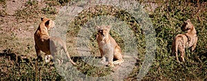 Three lion cubs. One sits and looks at the camera. The other two stand on the sides, deployed from the back.