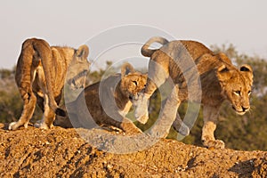 Three Lion Cubs At Play