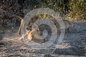 Three lion cubs playing on dusty ground