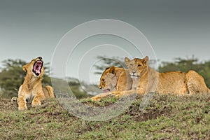 Three Lioness