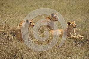 Three lionesses