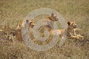 Three lionesses photo