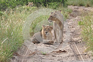 Three lionesses blocking the road