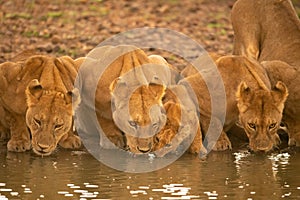 Three lionesses lie drinking water by cub