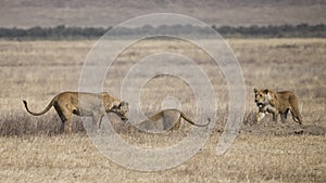 Three lionesses pursue an underground warthog