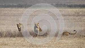 Three lionesses pursue an underground warthog