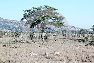 Three lionesses receding in dry grass from a tree