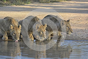 Three lions drinking from a pool of water, eyes lit up by sunlight and looking alert