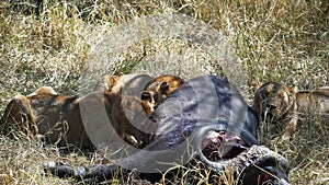 Three lions feeding on a cape buffalo at serengeti national park