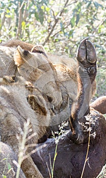 Three lions feeding on a kill