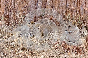 Three Lions, Tarangire National Park, Manyara, Tanzania, Africa