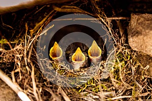 Three little beaks screaming in the nest