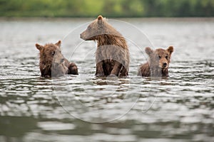 Three little bear cub swimming in the lake