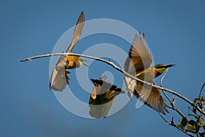 Three little bee-eaters squabble over dead branch