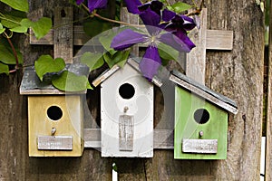 Three little birdhouses with Clematis