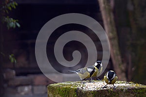 Three little birds on the green feeder