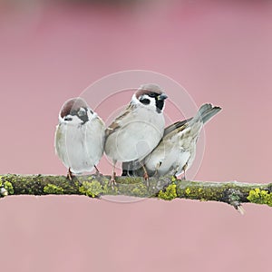 three little birds on a tree in the spring garden