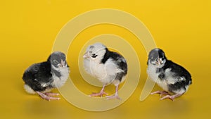 Three little black and white chickens stand on yellow background and look at camera. Newborn birds