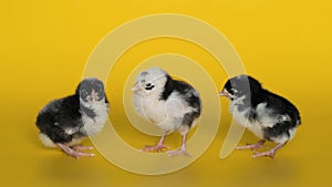 Three little black and white chickens stand on yellow background and look at camera. Newborn birds