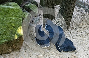 Three Little Blue Penguins ( Eudyptula minor) in Sydney