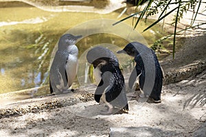Three Little Blue Penguins ( Eudyptula minor) in Sydney
