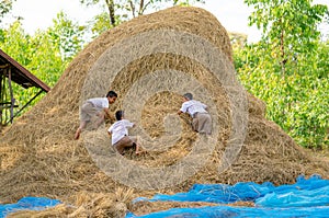 Three little boy with school uniform enjoy and fun to climp up of straw and hay of rice and they look happy together