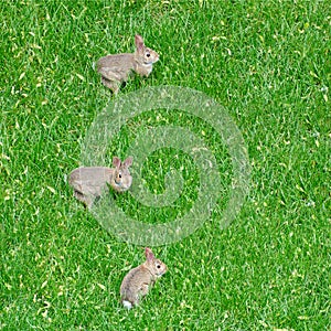 Three Little Bunny Rabbits on the Grass