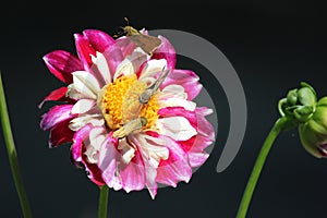 Three little butterflies are sitting on red-and-white flower