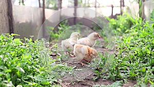 Three little chicken chicks hen walk, dig with their paws in green grass in greenhouse in spring. Small yelloy white domestic farm